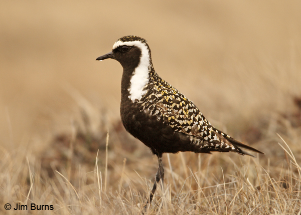 American Golden-Plover male water drop