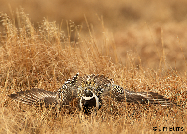 American Golden-Plover male alternate plumage