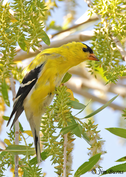 American Goldfinch male in Willow--8706