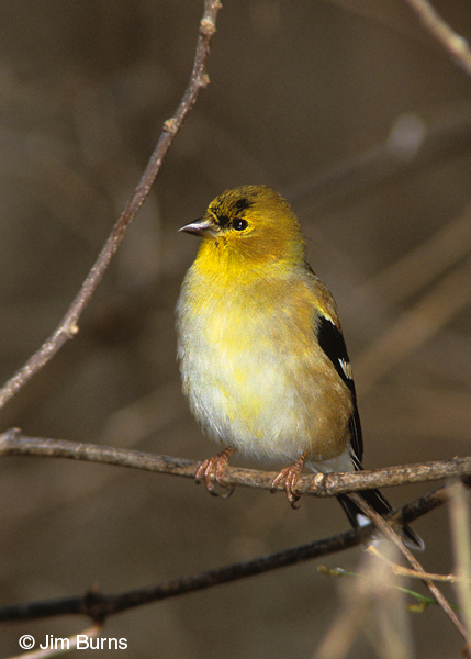 American Goldfinch