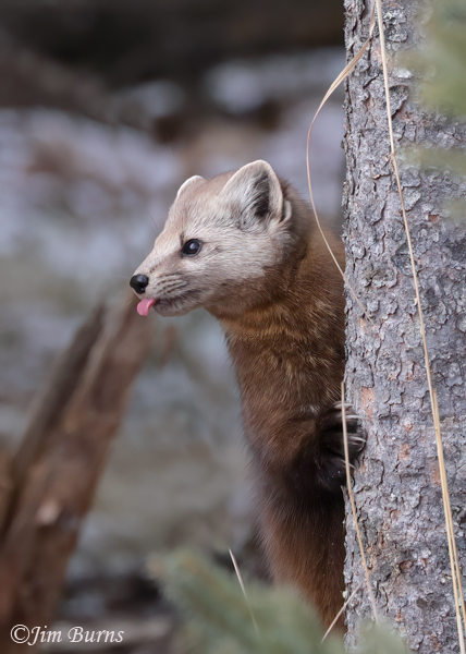 American Pine Marten climbing tree--6763