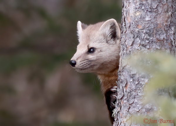 American Pine Marten surveying forest--6780