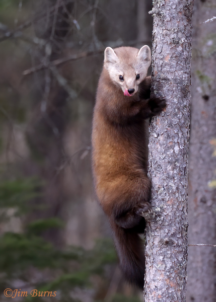 American Pine Marten on Black Spruce--6788