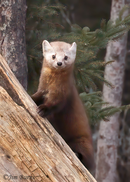 American Pine Marten--6855