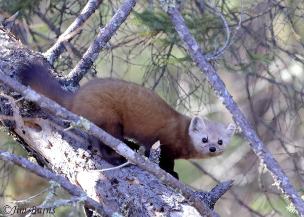 American Pine Marten on log--7037