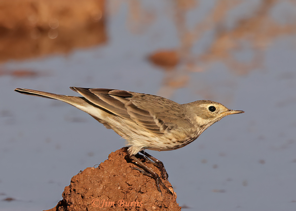 American Pipit winter #2--0033
