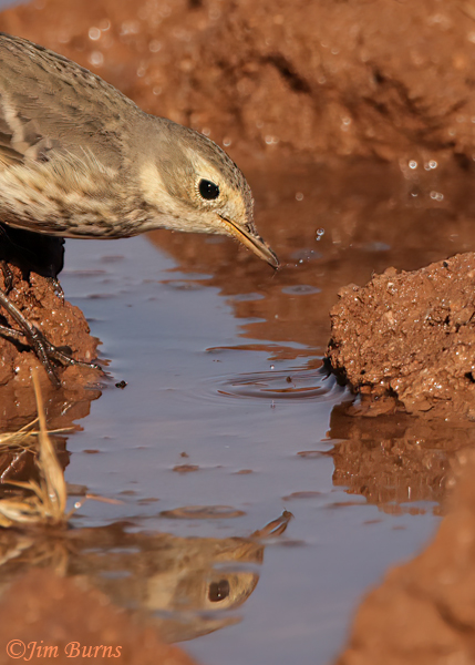 American Pipit with aquatic spider--0224