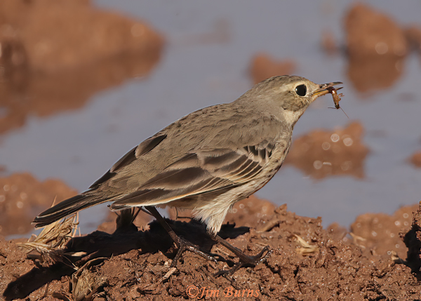 American Pipit with aquatic insect--0242