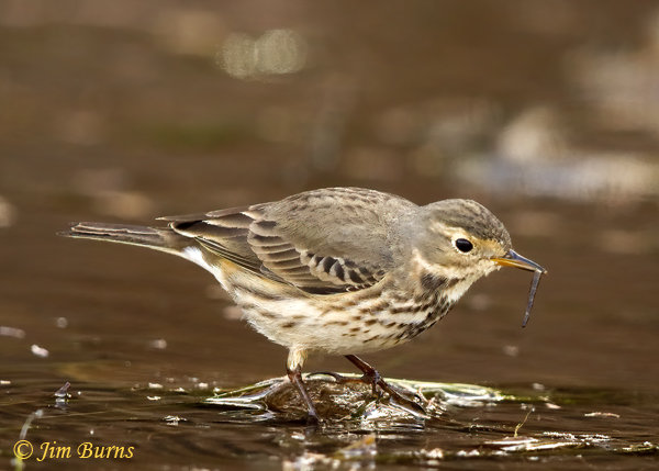 American Pipit with caddisfly larva in casing--1788