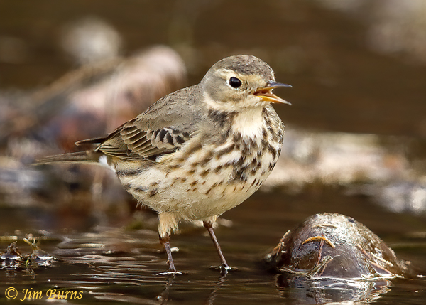 American Pipit calling--1789