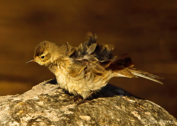 American Pipit stretching sequence #1--1924