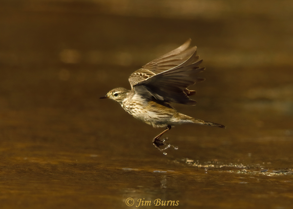 American Pipit in flight--2306
