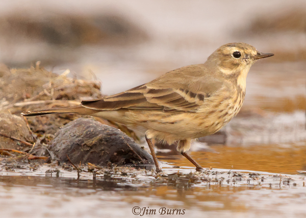 American Pipit--4310