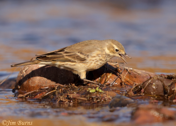 American Pipit with dragonfly--6312