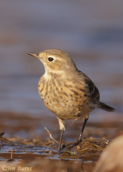 American Pipit winter--6343