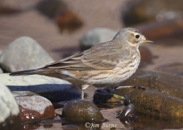 American Pipit, November in Arizona--8008