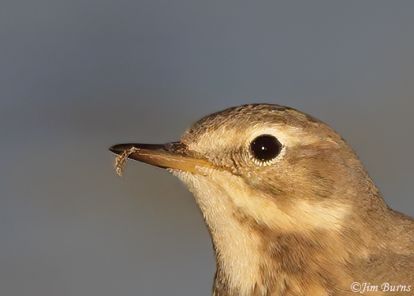 American Pipit with mayfly--8172