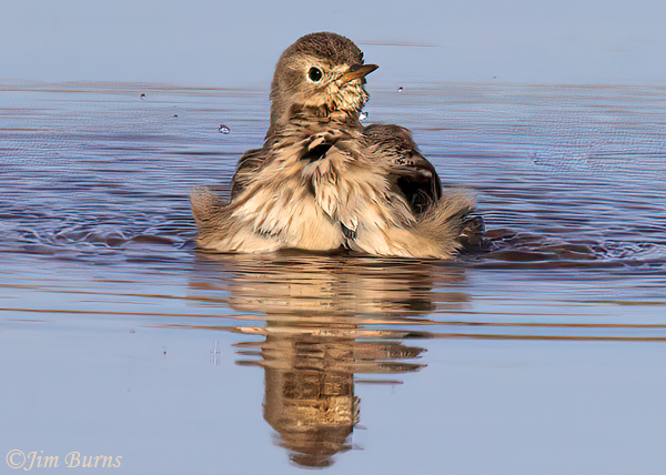American Pipit bathing--8175