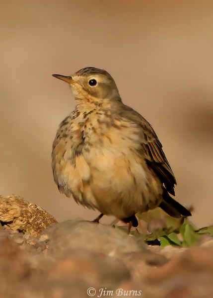American Pipit feathers fluffed out at sunrise in freezing temperatures--8184