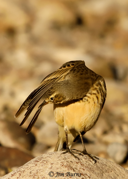 American Pipit--9900