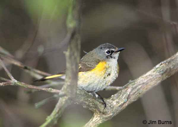 American Redstart first spring male