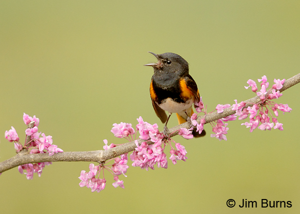 American Redstart singing in Redbud