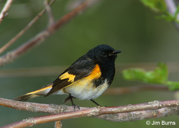 American Redstart male