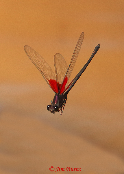 American Rubyspot male in flight, Maricopa Co., AZ, November 2018--0169