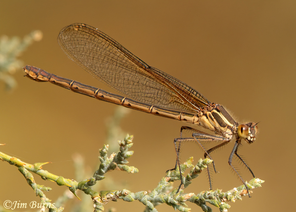  Rubyspot female, Maricopa Co., AZ, November 2021--0910