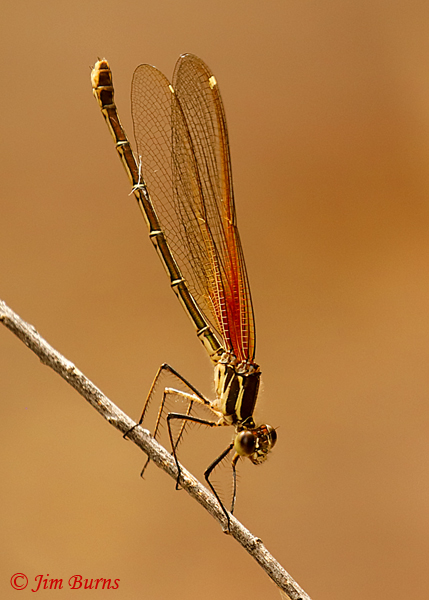  Rubyspot female, Maricopa Co,, AZ, September 2019--6503