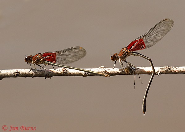 American Rubyspot males, Maricopa Co., AZ, September 2018--1104