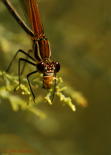 American Rubyspot male devouring small moth, Maricopa Co., AZ, September 2018--1108
