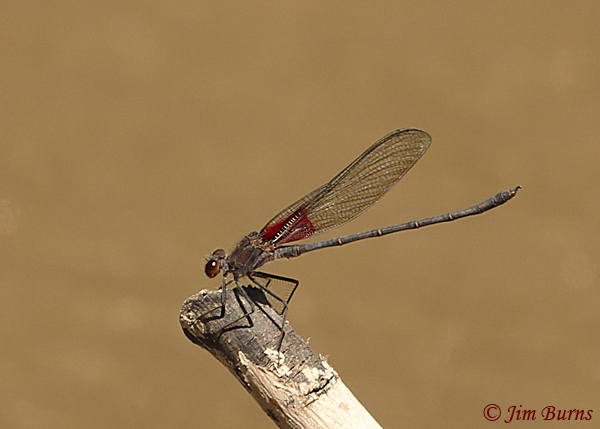 American Rubyspot male, Pinal Co., AZ, April 2017--1251