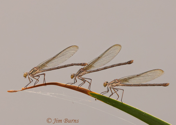 American Rubyspot immature females, Maricopa Co., AZ, July 2021--9111