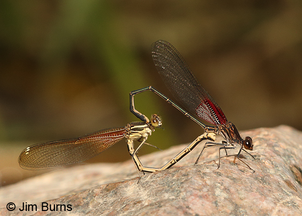 American Rubyspot pair in wheel, Maricopa Co., AZ October 2014
