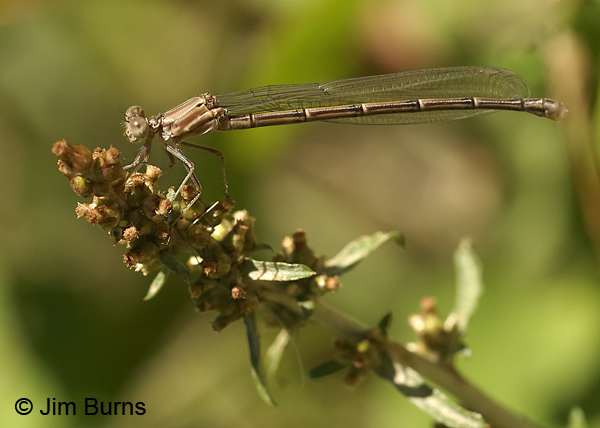 American Rubyspot teneral female, Montgomery Co., NC, May 2017