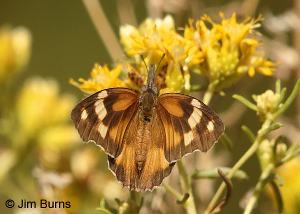 American Snout on Rabbitbrush, Arizona