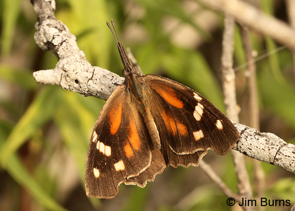 American Snout, Texas