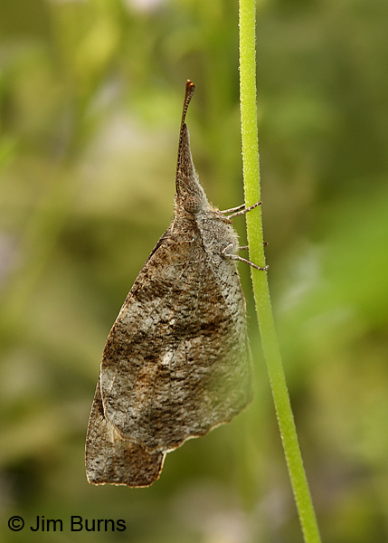 American Snout camouflage, Texas