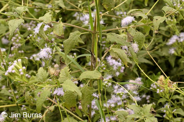 American Snout camouflage, where's the snout, Texas