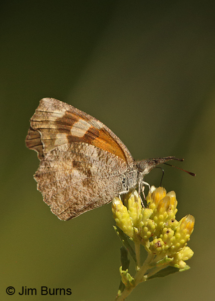 American Snout underwing on Rabbitbrush, Arizona
