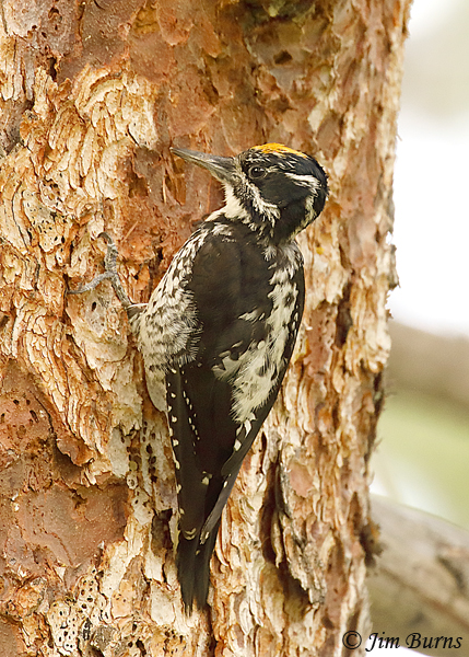 American Three-toed Woodpecker male dorsalis (Rocky Mountain) race--5408