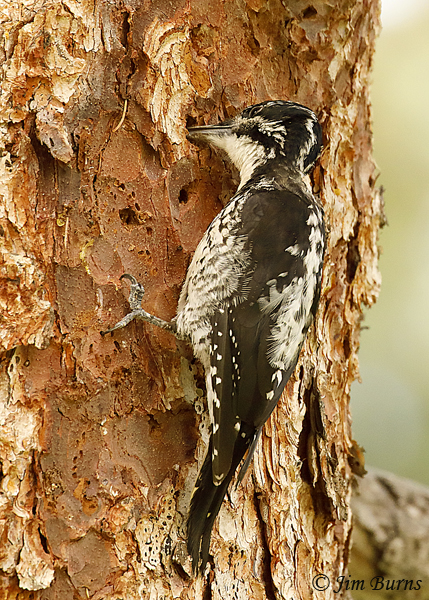 American Three-toed Woodpecker at work--5457