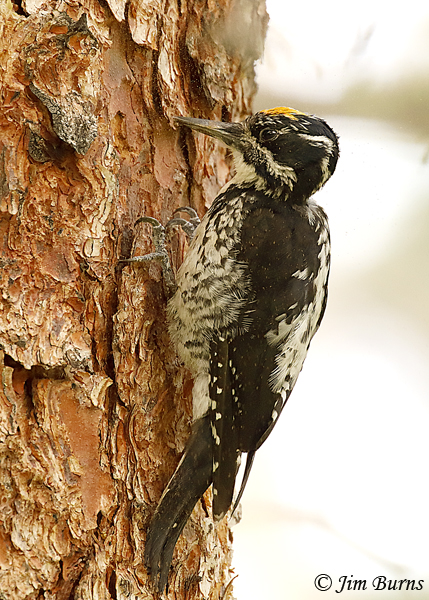 American Three-toed Woodpecker male inspecting work--5460