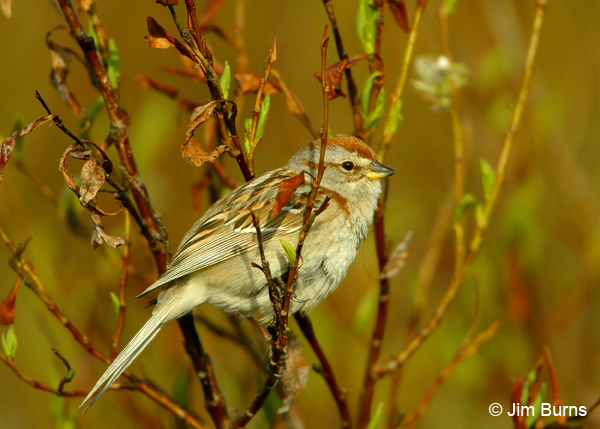 American Tree Sparrow