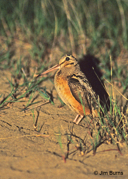 American Woodcock ventral
