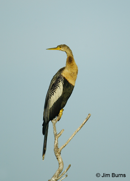 Anhinga adult female 