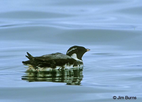 Ancient Murrelet