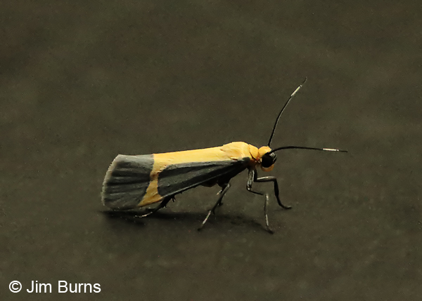 Angel Lichen Moth #2, Sycamore Creek, Arizona