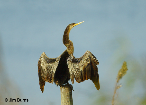 Anhinga adult female drying wings